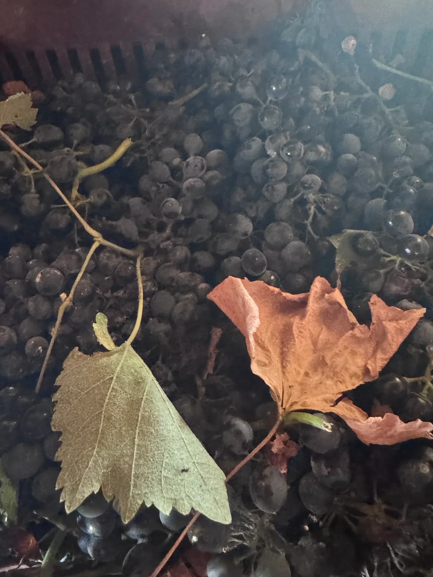 Freshly harvested dark grapes and leaves in a crate