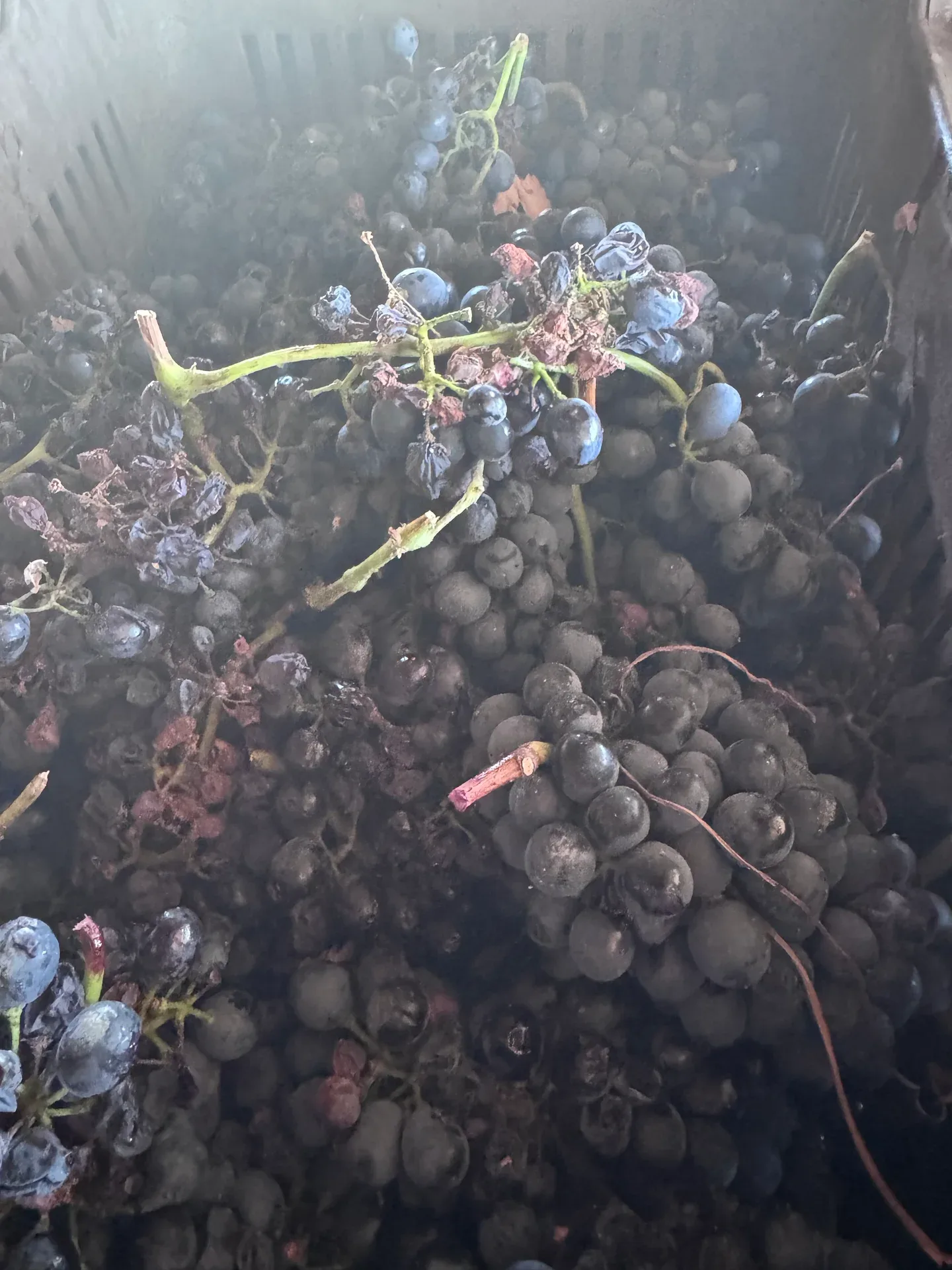 Dark grapes and stems gathered in a harvest crate