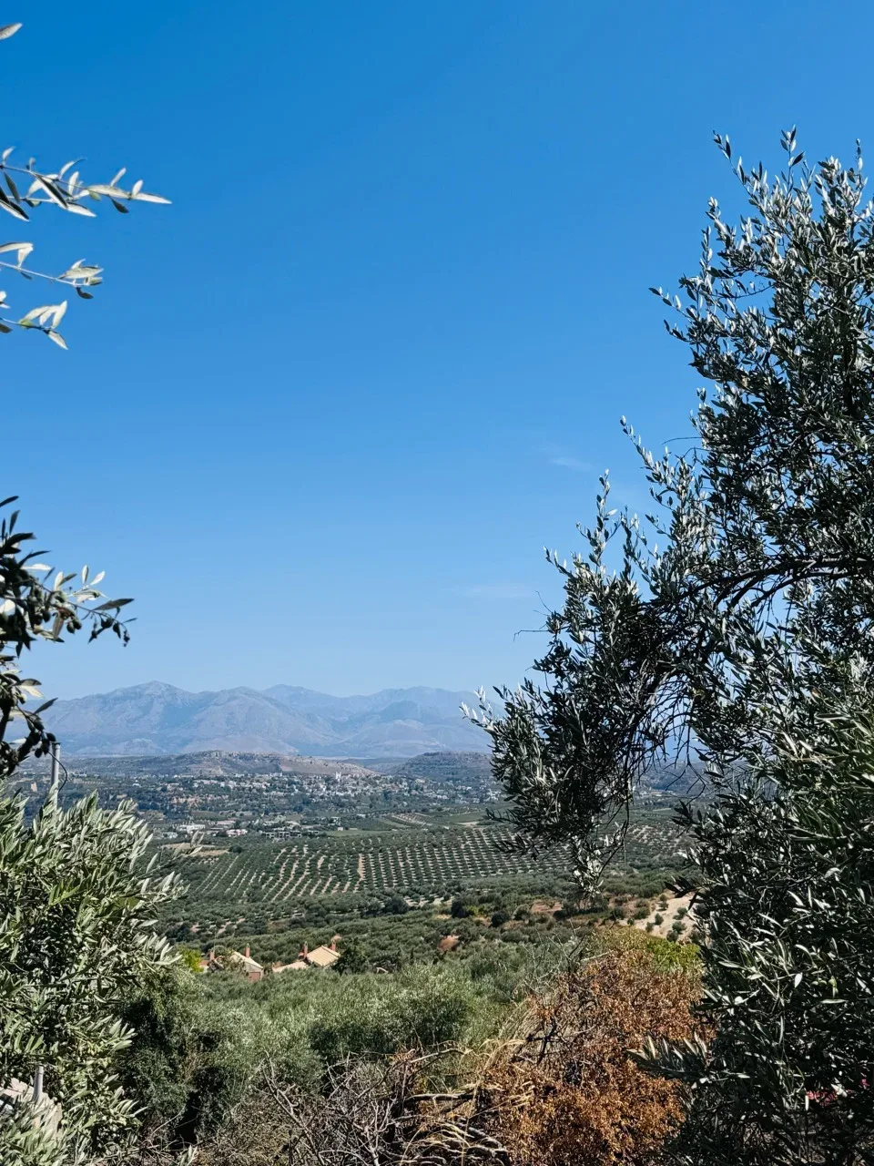 Olive trees framing the green valley and mountains outside Alagni