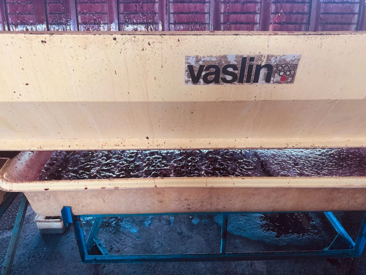 Freshly harvested grapes moving through the winery processing equipment
