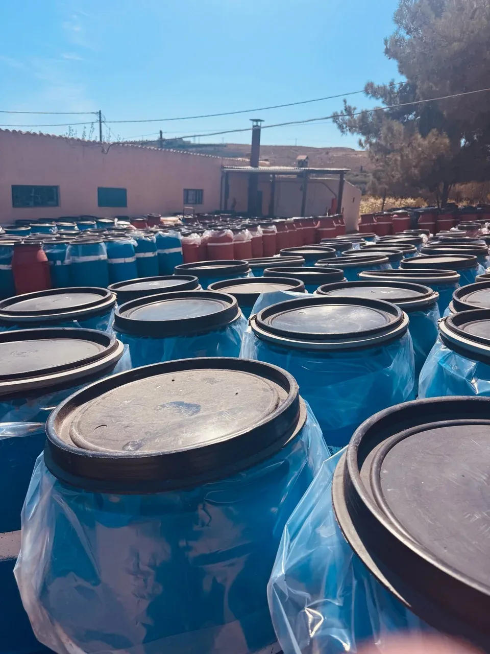 Rows of blue and red harvest barrels across the winery yard