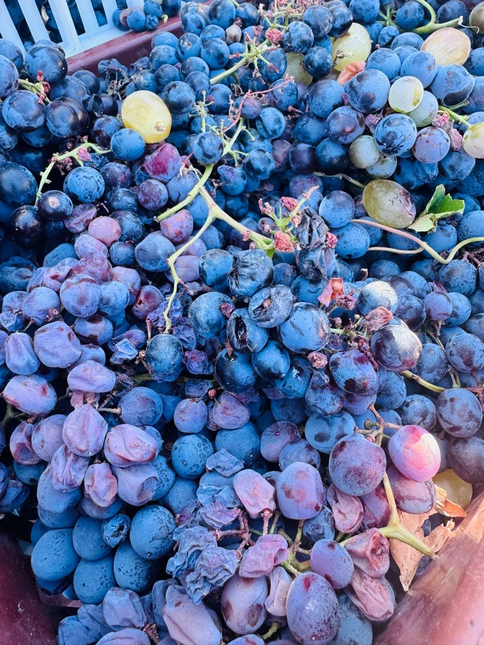 Close-up of freshly harvested purple grapes in a crate
