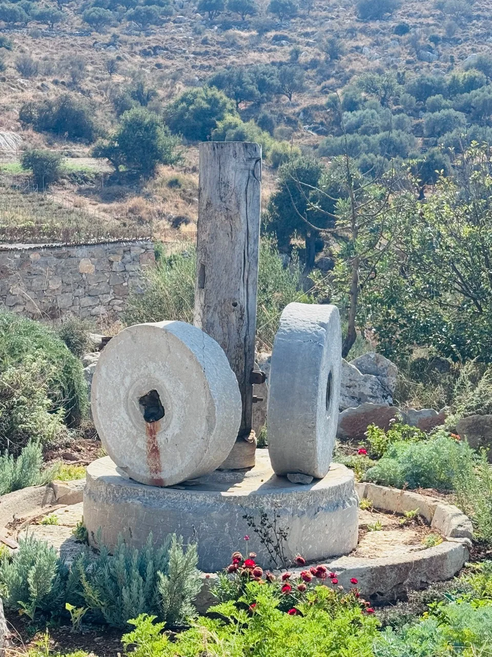 Two upright stone wheels on a circular base among plants and olive-covered hills