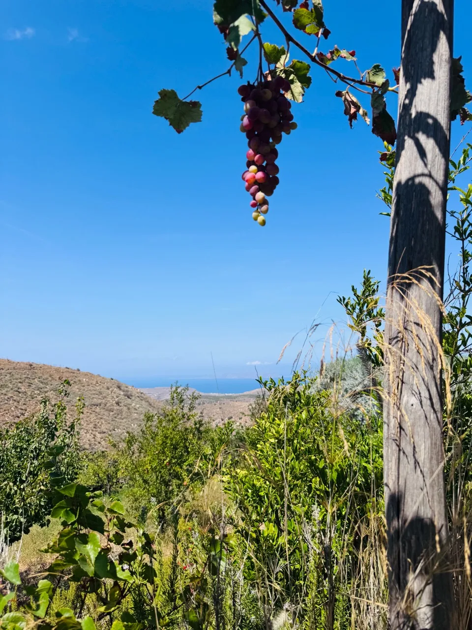 A bunch of grapes hanging beside a wooden post, with hills and a blue horizon beyond