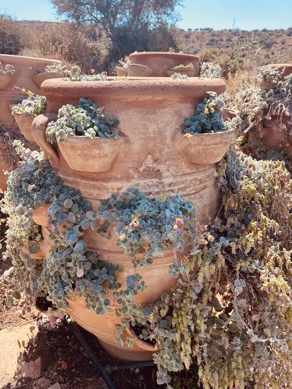 Small flowering plants spilling from pockets around a tall terracotta planter