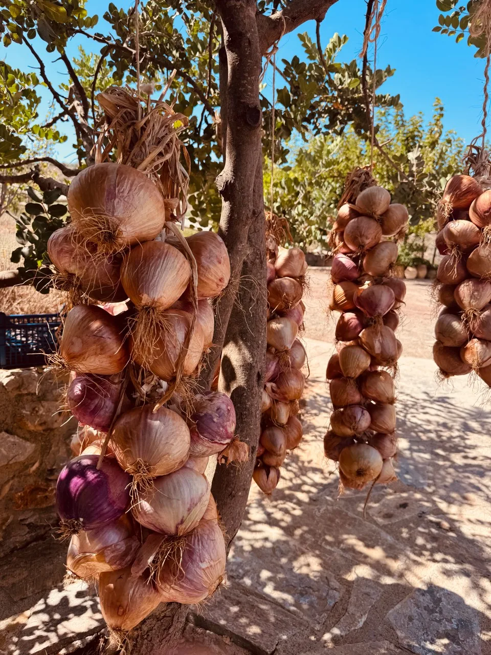 Braids of red and brown onions hanging from branches beside a sunlit stone path