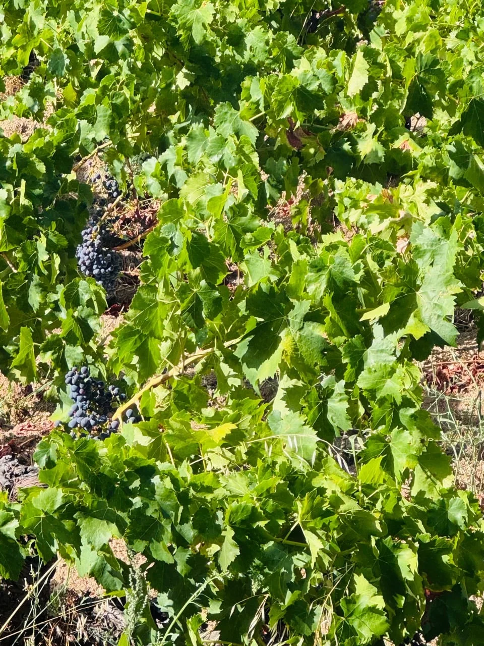 Clusters of dark Cannonau grapes under bright green leaves
