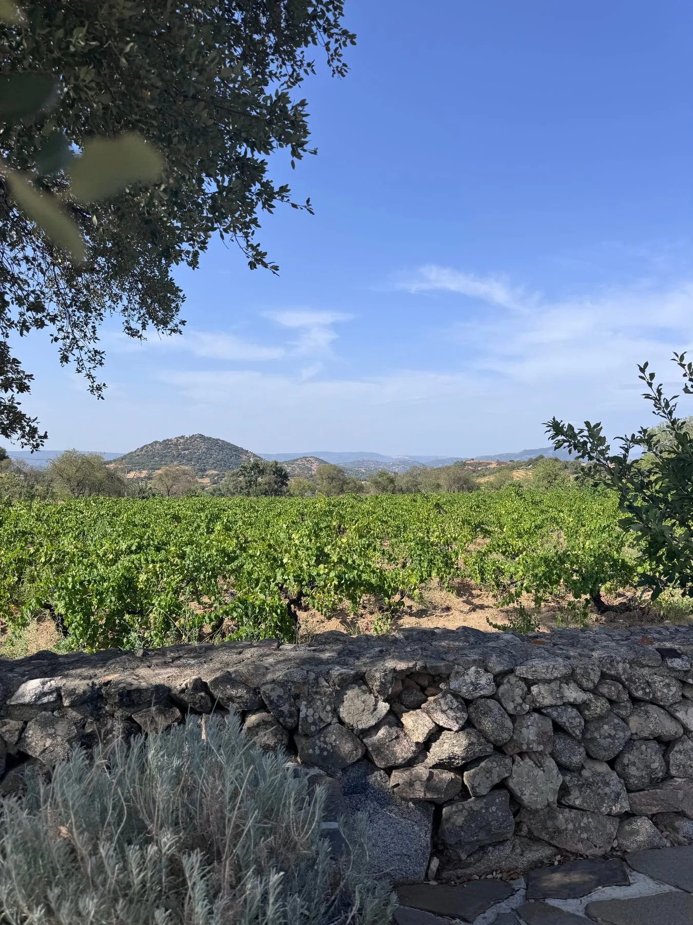 Vineyard in Mamoiada framed by an old stone wall and blue Sardinian sky
